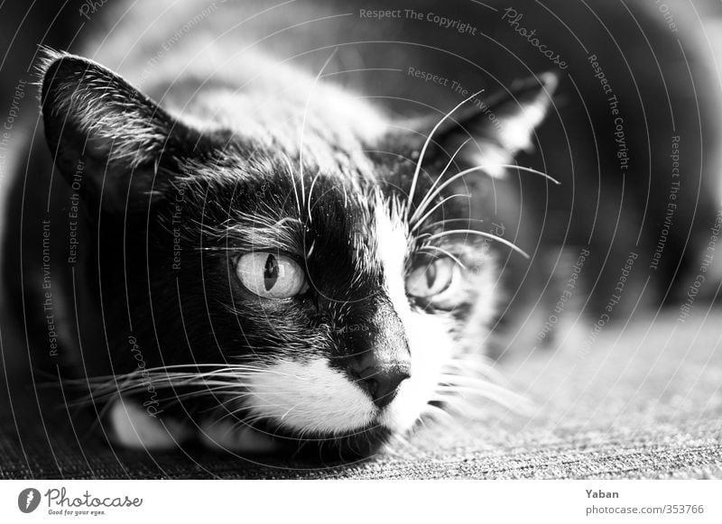 Scratching motherf***** Animal Pet Cat Animal face 1 Aggression Feminine Wild Black White Love of animals Grouchy Black & white photo Interior shot