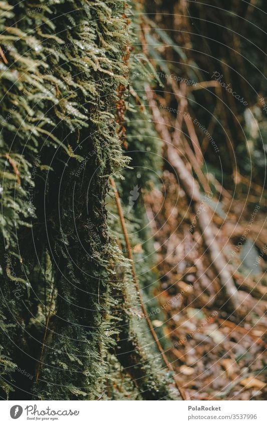 #AS# Moss to stem Carpet of moss moss-covered mossy green moss cushion Forest forest soils New Zealand Nature Deserted Close-up Plant natural Exterior shot