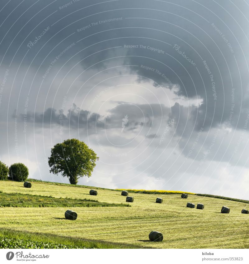 harvest time Agriculture Landscape Sky Storm clouds Summer Gale Thunder and lightning Tree Field Gray Green Diligent Dangerous Stress Harvest Hay harvest