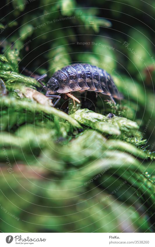 Close-up of a woodlouse in the garden Insect Isopod Pill bug Small Animal Crawl Macro (Extreme close-up) Garden Moss Nature Plant Colour photo Exterior shot