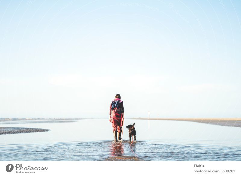 Mistress goes for a walk with Labrador in the Wadden Sea North Sea Mud flats Tideway Water Ocean North Sea coast Sky sunshine Dog Woman stroll hike