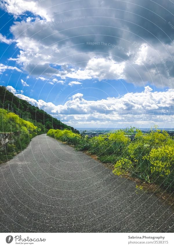 Way in the vineyards with cloudy sky in Schriesheim Clouds Sky Canola Lanes & trails Vine Vineyard Wine growing Asphalt Exterior shot Colour photo Deserted