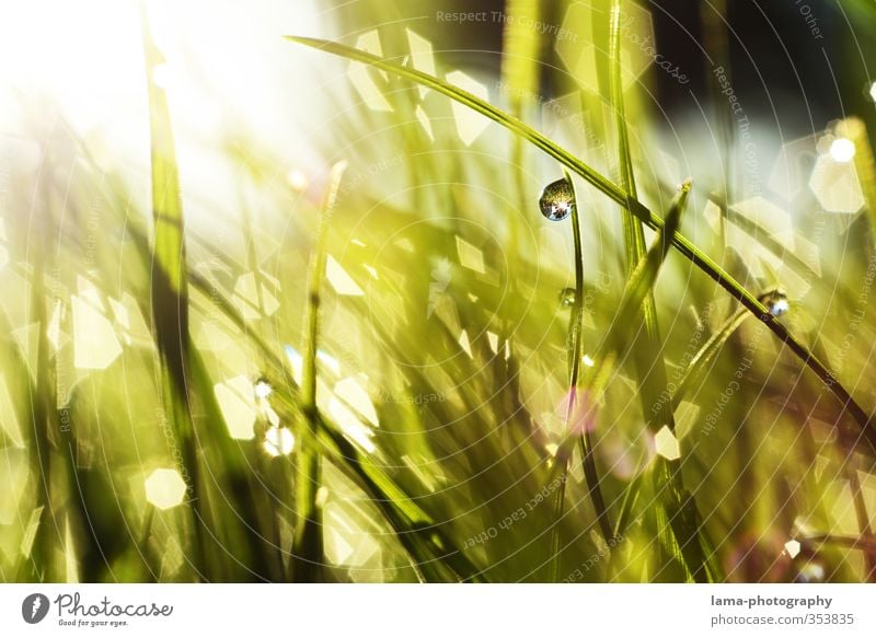 morning-hour Summer Sun Drops of water Sunlight Spring Grass Garden Meadow Fresh Wet Green Dew Blade of grass Reflection Morning Colour photo Exterior shot