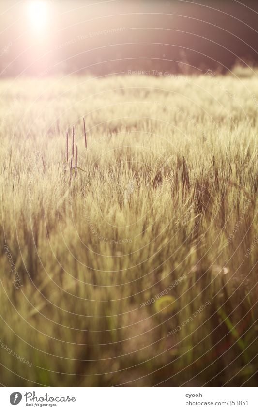 summer warmth Nature Landscape Summer Autumn Beautiful weather Warmth Drought Plant Agricultural crop Field Touch Illuminate To dry up Free Hot Bright Dry Soft