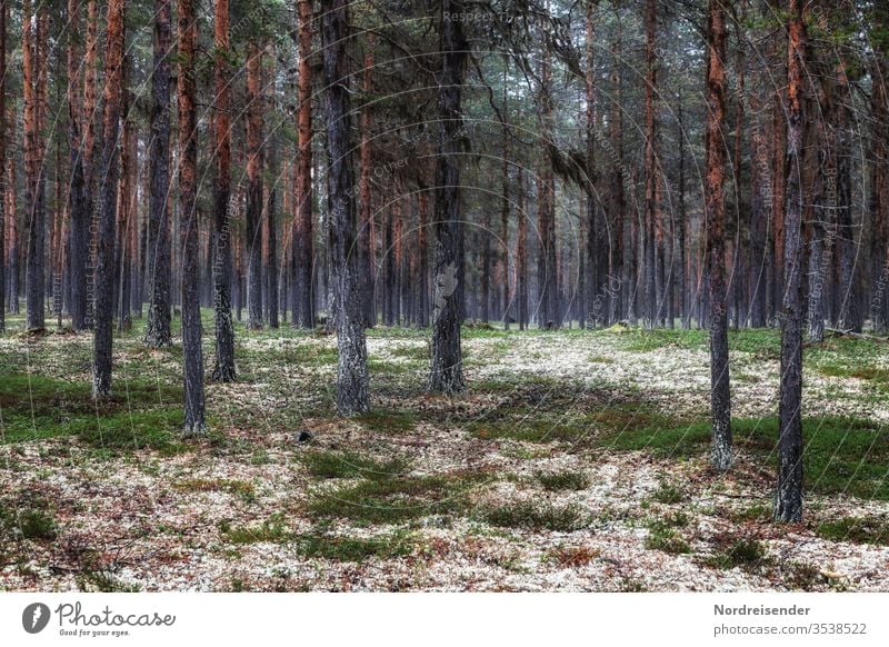 Swedish forests Deserted Exterior shot Swede Scandinavia Colour photo forest soils Forest tree Landscape Plant Summer Nature Forestry Agriculture Moss lichen