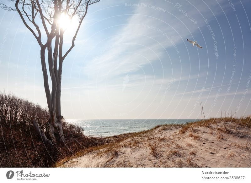 The western beach on the Darß at the Baltic Sea Beach Darss Seagull tree Ocean Water dune Wind cripple Sand Western Beach Marram grass Island Forest vacation