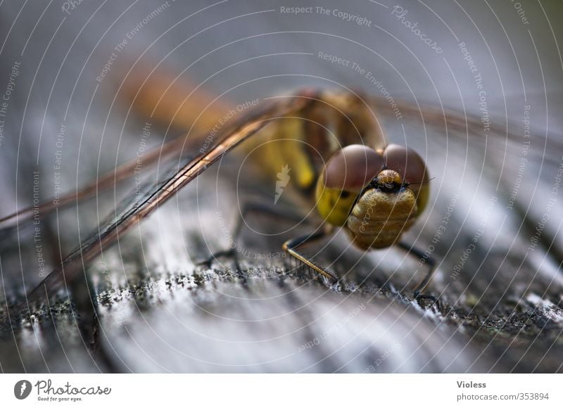 ...Dragonfly Sympetrum dragonfly Crouch Sit Esthetic Elegant Compound eye Blur Colour photo Macro (Extreme close-up) Animal portrait