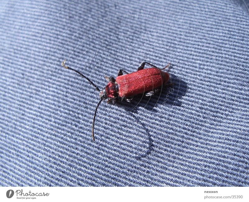 red bug Red Macro (Extreme close-up) Insect Beetle Bow Blue dazzling beetle Close-up