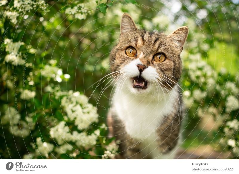 white tabby British Shorthair cat meows in nature Cat pets One animal Outdoors green Nature Botany plants heyday Flowering plant bleed Box joint White