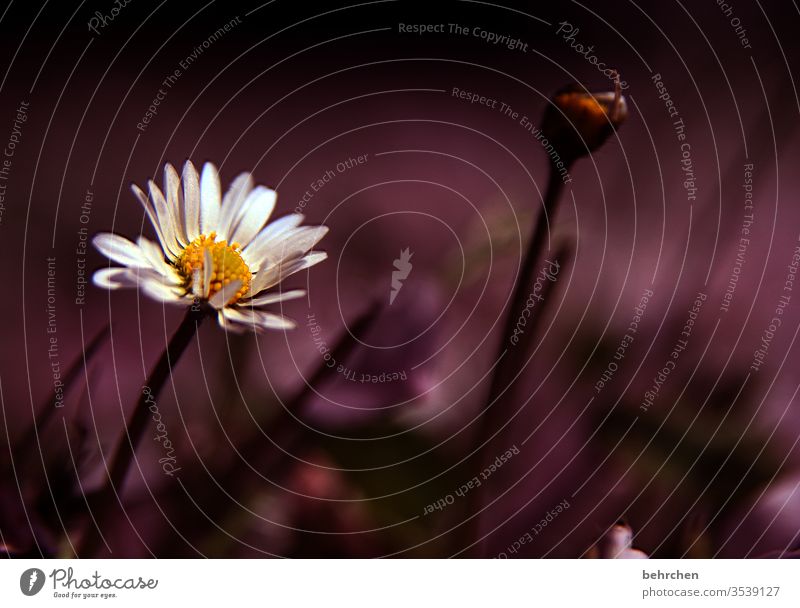 daisies flaked Fragrance Sunlight Blur already Colour photo Deserted Close-up Blossoming Grass Exterior shot Nature Plant spring Summer pretty Cute Delicate