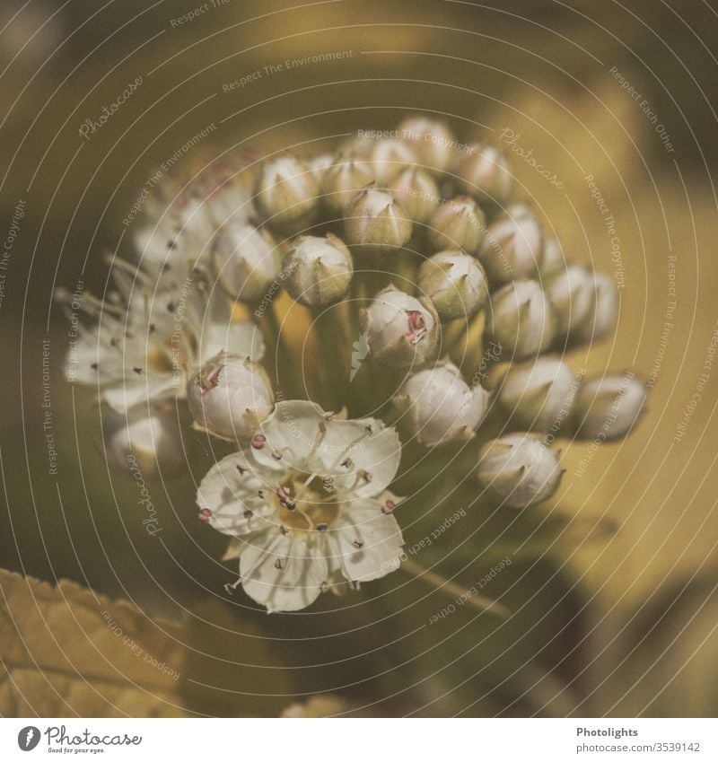 flower macro Pollen Delicate Stamp Calyx Nostalgia Flowering plant Macro (Extreme close-up) Fragrance White Garden Blur already Blossom leave spring