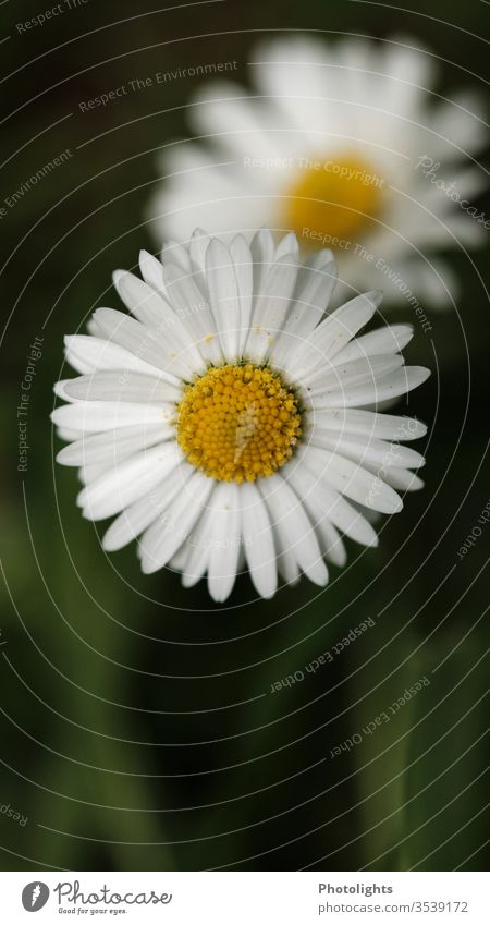 daisies Daisy flowers Meadow Macro (Extreme close-up) White Yellow Close-up bleed Blossom leave Colour photo Nature spring green Blossoming Garden Wild plant