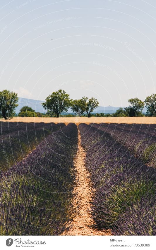 lavender field Lavender Lavender field France flowers provance Violet Provence Deserted Exterior shot Landscape Lavande harvest Central perspective