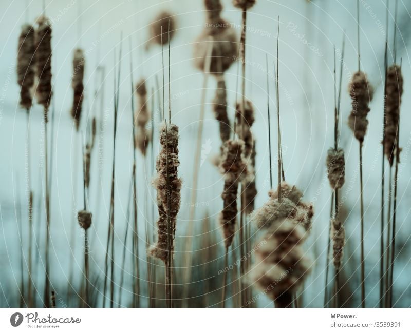 stalks reed Common Reed Nature Colour photo Exterior shot Deserted Lake