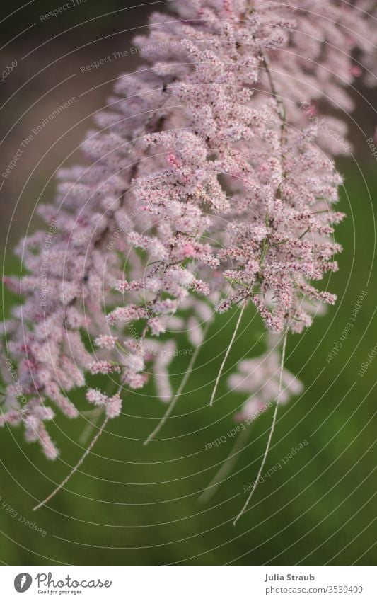 Pink fluffy flowers in the wind shrub Branches and twigs bleed Bud Flowering plant Fine pull threads green