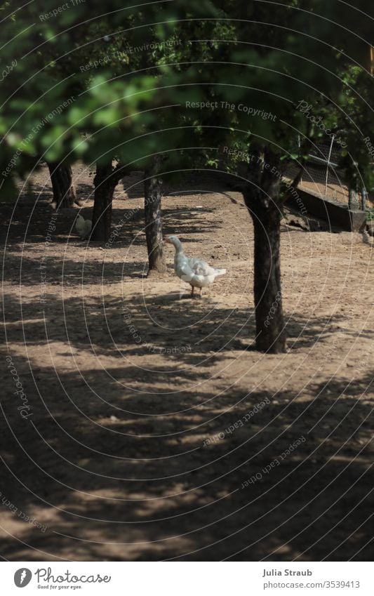 Goose stands alone under fruit trees on one's own Fruittree meadow Earth Shadow huts Farm Leaf canopy green Brown Summer