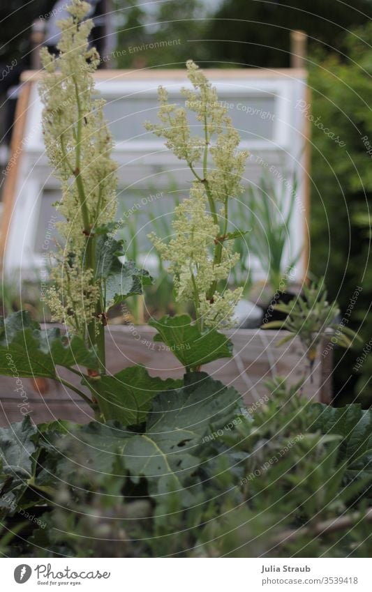 Permaculture garden of flowering rhubarb Garden raised Greenhouse Window Window pane Rhubarb Plant bleed Herbaceous plants Sage leek flaked leaves wonderful