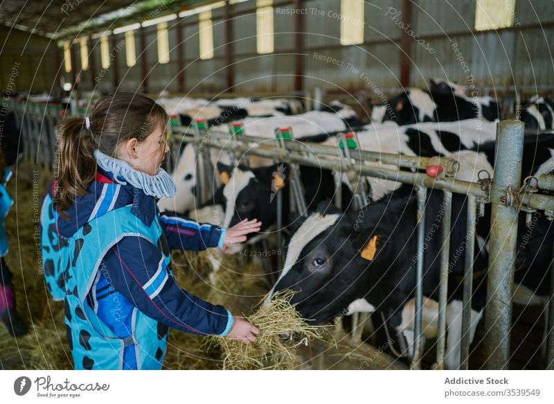 Positive girl feeding cow while visiting farm hay fence positive countryside agriculture domestic animal ranch rural cattle cheerful graze livestock mammal eat