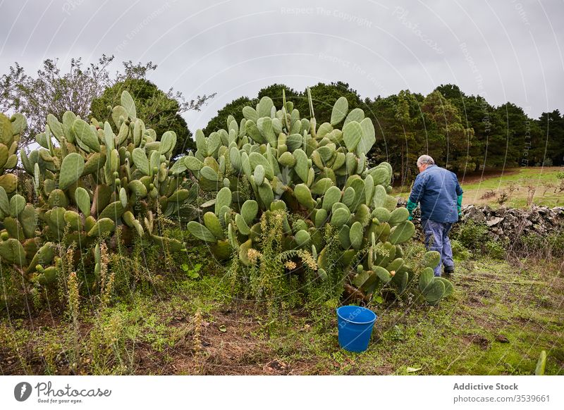 Man peeling sweet pear cactus man prickly tropical red worker plantation dessert green nutrition botany nature fruit ripe natural opuntia thorny exotic food