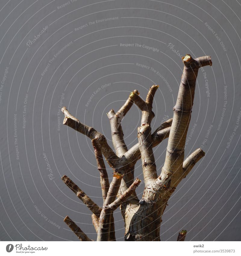 clear cutting Crassula Crassula arborescens Baobab tree branches Bleak wood Plant Exterior shot Colour photo Deserted Day Nature Environment Twigs and branches