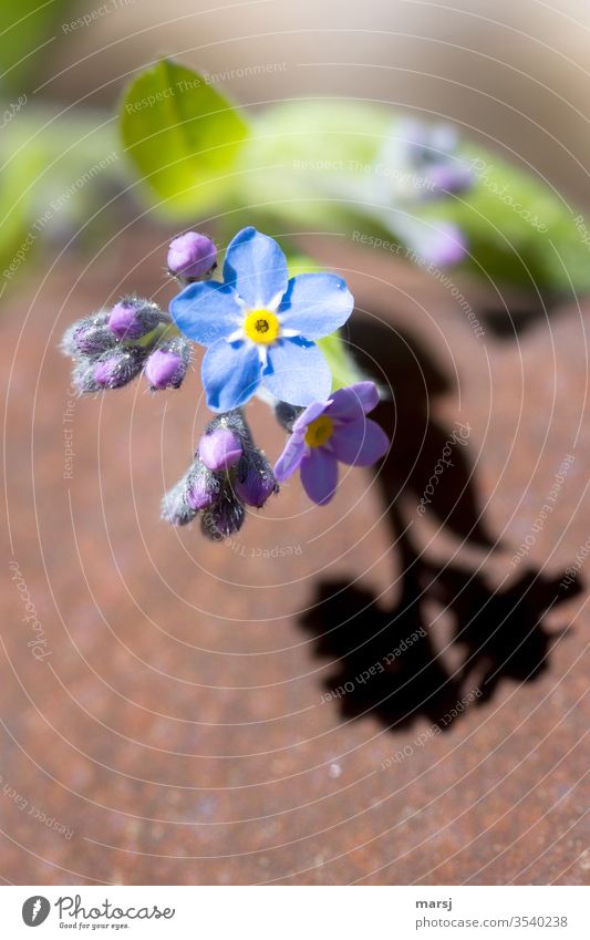 Hopefully Forget-me-not flowers bleed Plant Wild plant Spring fever Longing Colour photo Multicoloured Macro (Extreme close-up) Harmonious Life Summer spring