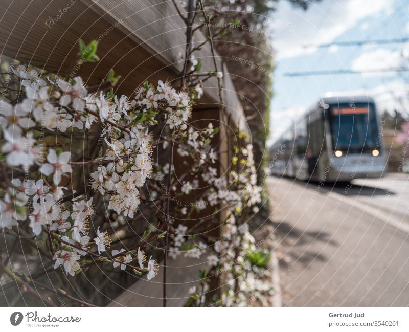 Public transport in spring Graz Nature Tram flowers Spring flower street street photography Road traffic Exterior shot Street Public transit