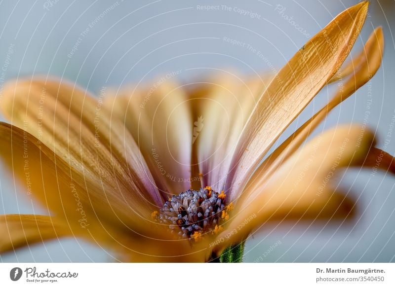 Osteospermum ecklonis, from Cape province yellow-orange flower flowering plant herb herbaceous Asteraceae Compositae South African Cape Province strain close-up