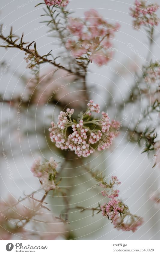 pink cabbage in a flower vase with strong depth of field Bouquet flowers Flower vase herbaceous Pink Decoration decoration spring Blossoming Colour photo