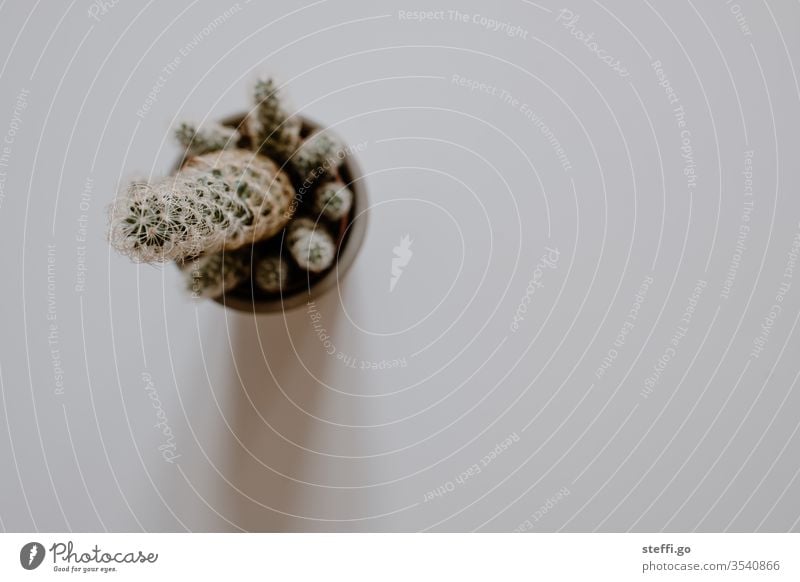 Cactus in a flower pot from above on a neutral background cacti Thorny cactus plant Flowerpot Plant green Close-up Macro (Extreme close-up) Nature Detail