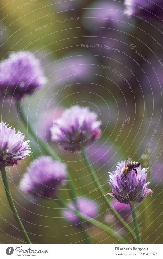 Small bee in a blossom of chives Chives chive blossom Bee Garden Garden plants spring Nature