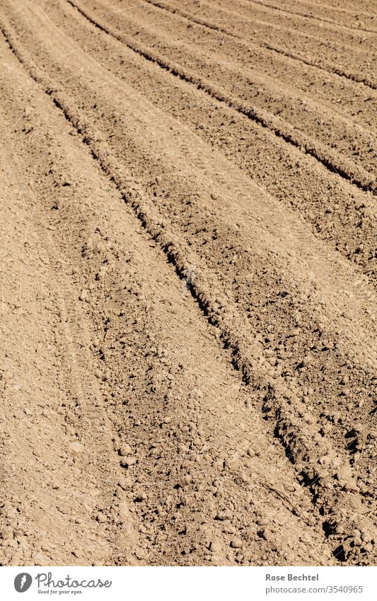 Freshly sown Field Sowing Earth Agriculture Brown Exterior shot Furrow Growth aridity Colour photo Day