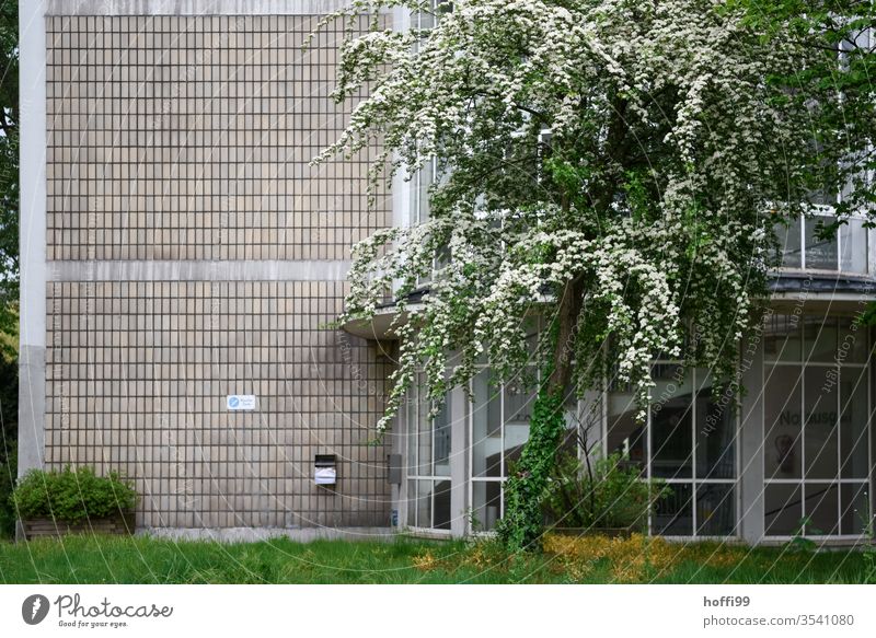 Smoking area with green tree smoking area Break somber gloomy atmosphere Tree Green Spring Summer Moody Dark