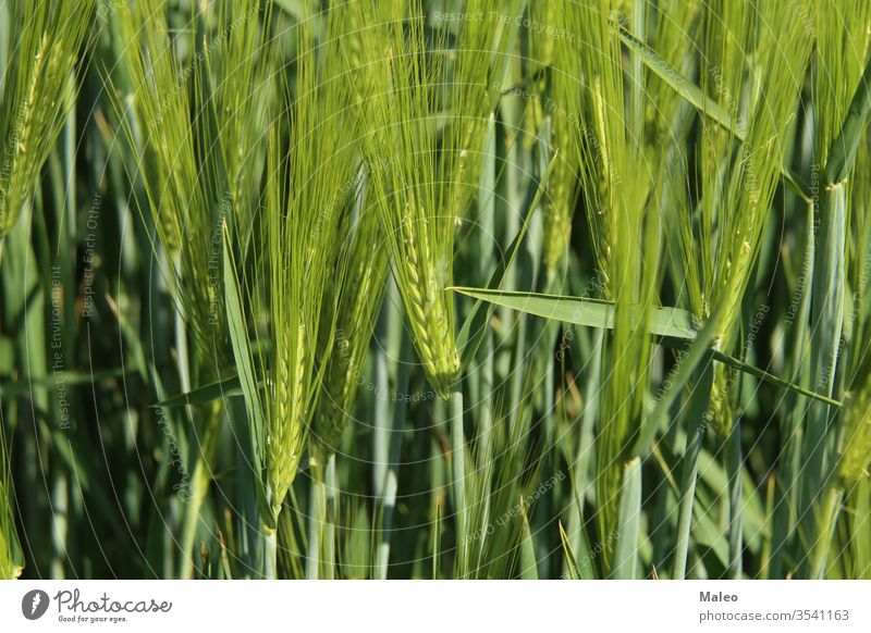 Green winter crops in the fields began to spike agriculture autumn background barley black blue cereal clouds cold conkers corn countryside ears environment