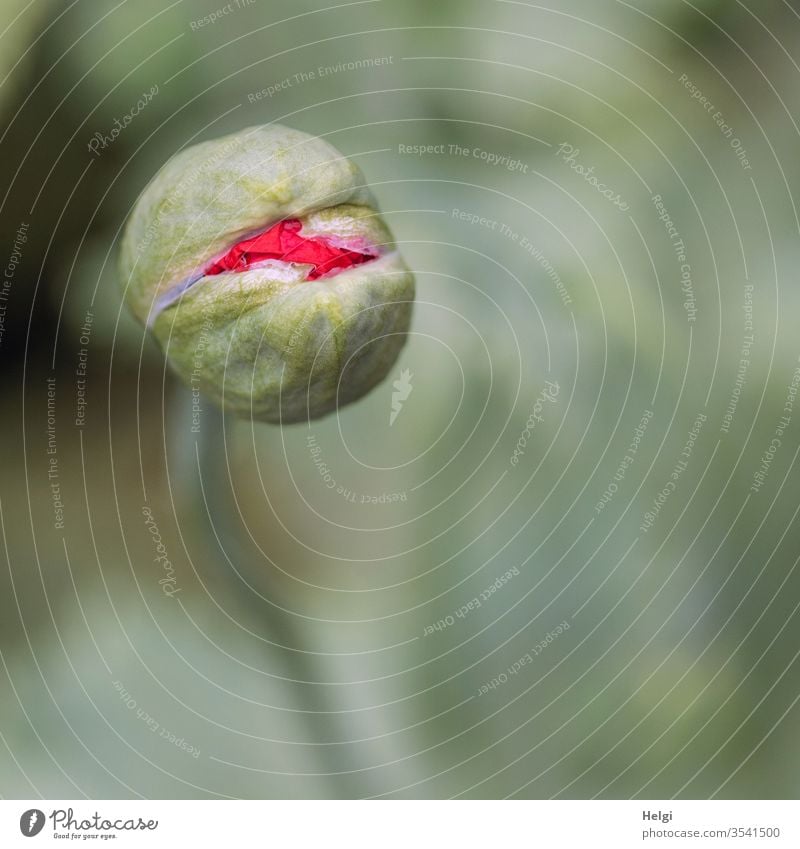 Mo(h)ntag - Macro shot of a poppy bud that is about to burst open Poppy poppy flower Poppy blossom awakening Break open launch spring Nature Environment