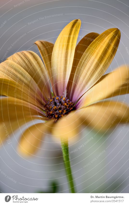 Osteospermum ecklonis, flower from Cape province yellow-orange flowering plant herb herbaceous Asteraceae Compositae South African Cape Province strain close-up