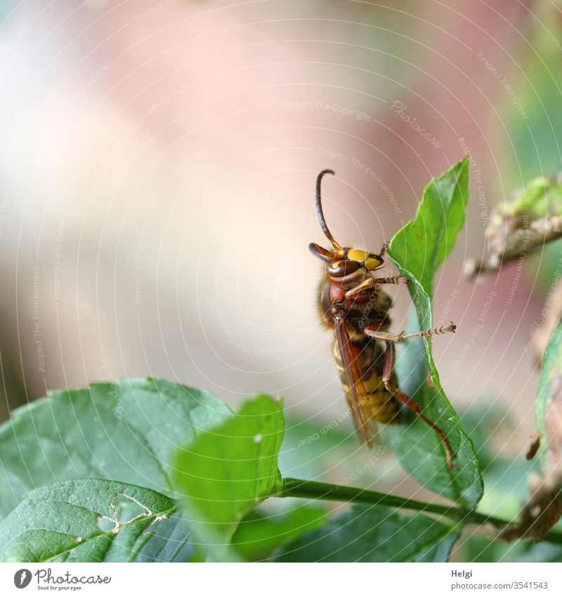 hornet on a leaf Insect Animal Fly Close-up Vespa crabro Pleated wasp Hornwing Environment Nature Endangered species flaked peril Colour photo Exterior shot