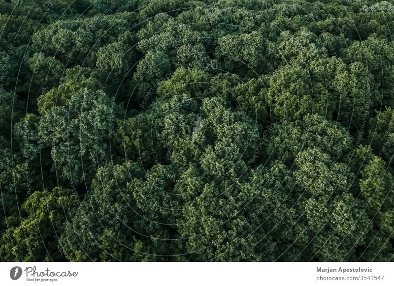 Aerial view of lush green forest in the mountains above abstract aerial area background beautiful beech branches country countryside eco ecology ecosystem