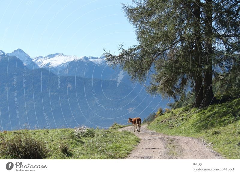 alone on a hike - lonesome cattle runs on a hiking trail in the mountains and looks to the side Cattle Alpine pasture South Tyrol off chill Animal Pet