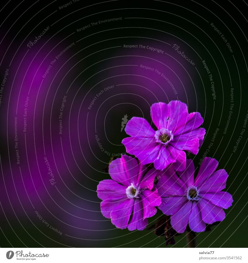 purple flower trio | red campion Nature bleed flowers Contrast colour contrast Black Macro (Extreme close-up) Blossoming spring Summer Shallow depth of field