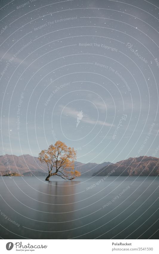 #As# Tree at sea Lake Wanaka Wanaka Tree tree Long exposure Surface of water New Zealand New Zealand Landscape Tourist Attraction Nature Exterior shot