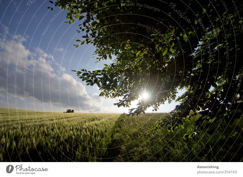 Field IV Environment Nature Landscape Plant Sky Clouds Sun Sunrise Sunset Sunlight Spring Weather Beautiful weather Warmth Tree Grass Leaf Foliage plant