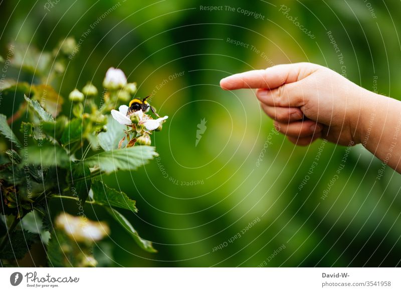 Child and bumblebee communicate in the garden Toddler Garden Fingers Bumble bee Insect flowers Communicate Cute Wonderful beautifully Indicate Forefinger