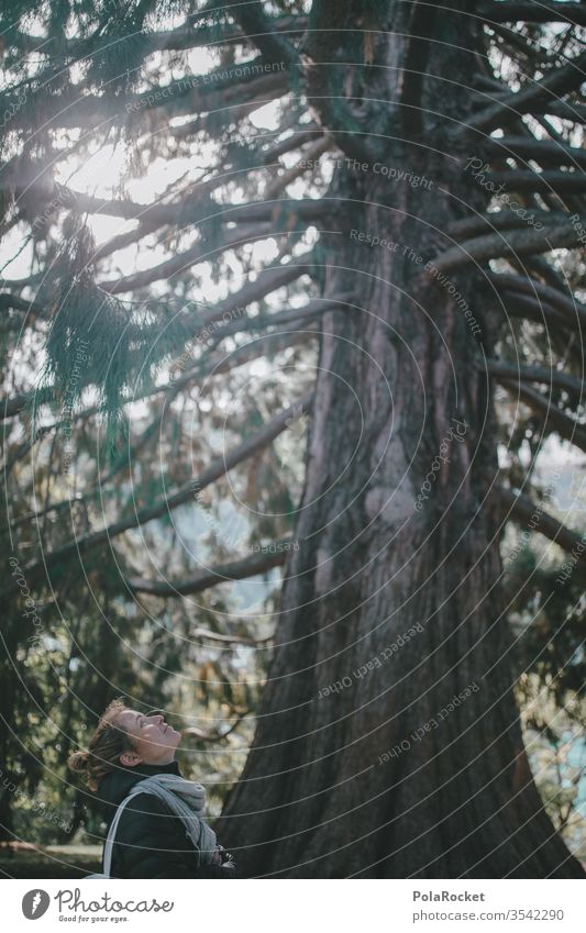 #As# Look At This Beauty tree Forest Nature Nature reserve Experiencing nature Love of nature Natural phenomenon Force of nature huge trunk Woman Looking