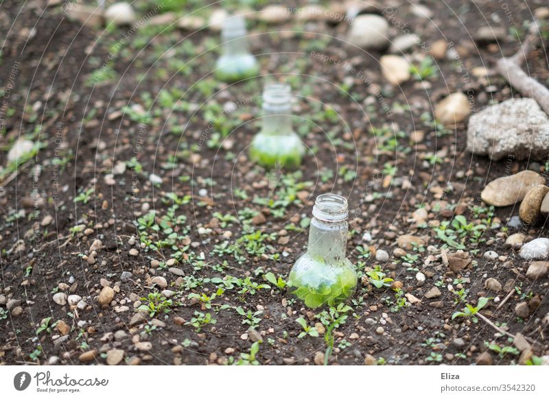 improvised homemade small greenhouses from cut plastic bottles in the garden Greenhouse Self-made Garden Neck of a bottle creatively DIY do gardening grow