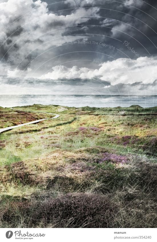 North Sea coast Nature Landscape Elements Earth Sand Air Water Sky Clouds Storm clouds Weather Wind Thunder and lightning Plant Bushes Moss Wild plant Heathland