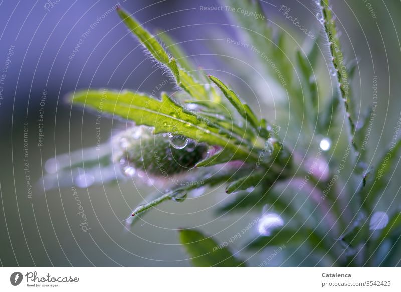 A rainy poppy day Gray Green Spring Close-up Environment Wet Blossom Nature Bad weather Rain plugs Flower Poppy blossom Water Drops of water Plant flora Violet