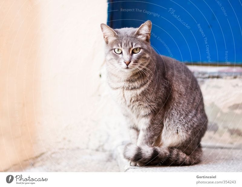 Contact Animal Cat Animal face Pelt 1 Beautiful Street cat Istanbul Colour photo Exterior shot Copy Space left Animal portrait Looking