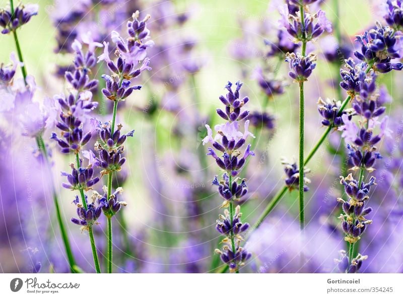 Lavanda Nature Plant Summer Blossom Violet Blossoming Lavender Lavender field Fragrance Colour photo Exterior shot Shallow depth of field