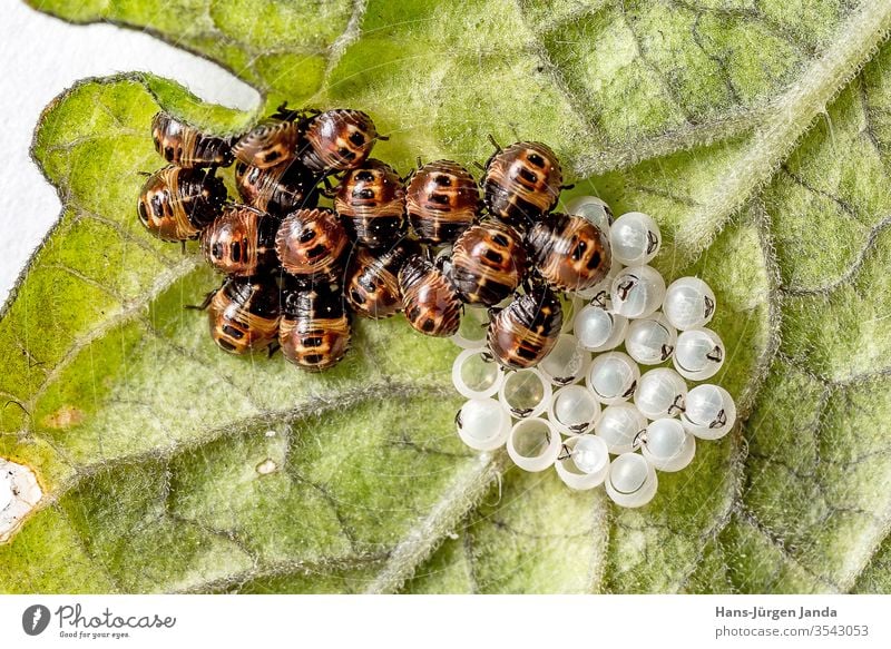 Hatching bug larvae with eggs Ladybird Larva hatch Bird's eggs Insect Beetle Polyphaga Cucujiformia flaked Coccinellidae bugs pest axyridine harmonica detail