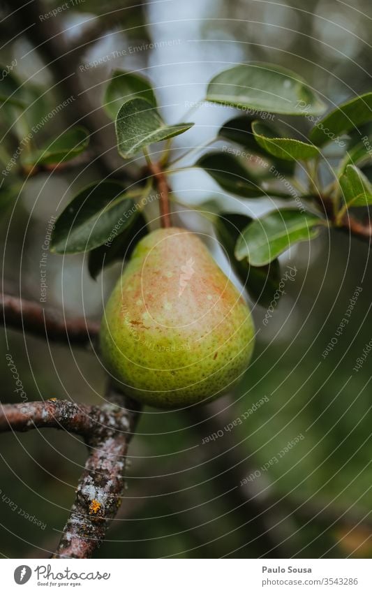 Close up pear in tree Pear Fruit Tree Organic produce Colour photo Healthy Eating Fresh Vegetarian diet Food Nutrition Food photograph Delicious Diet Vitamin